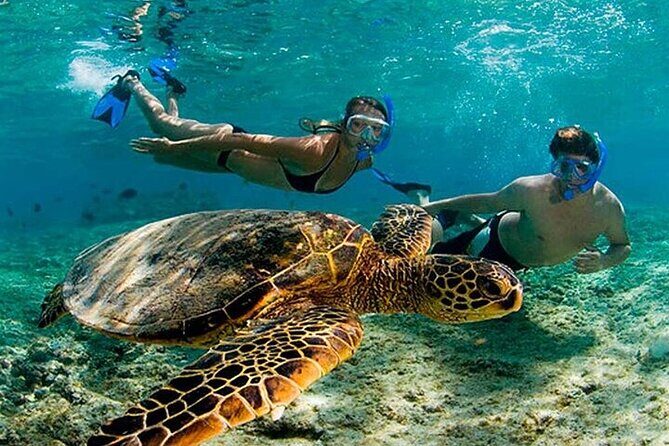 Tulum Mayan Ruins & Turtle Habitat Swim: Round Trip from Tulum City - An In-Depth Look at the Experience