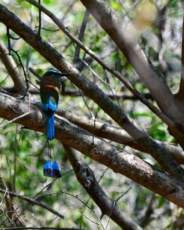 Tulum: Monkey Sanctuary Adventure - Final Thoughts