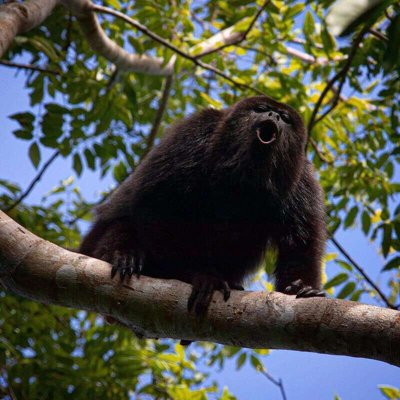 Tulum: Monkey Sanctuary Adventure - FAQ
