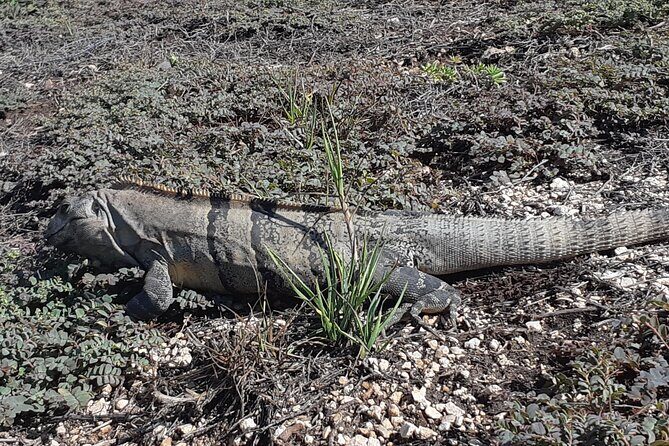 Tulum Private Boat Tour & Turtle Snorkeling Experience - Introduction: Why Choose This Tour?