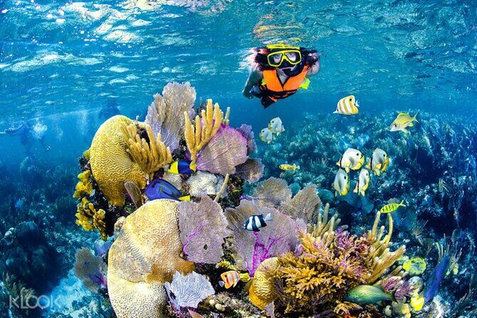 Tulum Reef Snorkel, ATV/Scooter/E-bike, Cenote Swim/Snorkel/Paddle Board + Lunch - Key Points