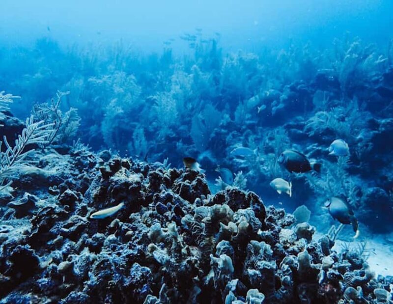 Tulum: Reef Snorkel Tour - Key Points