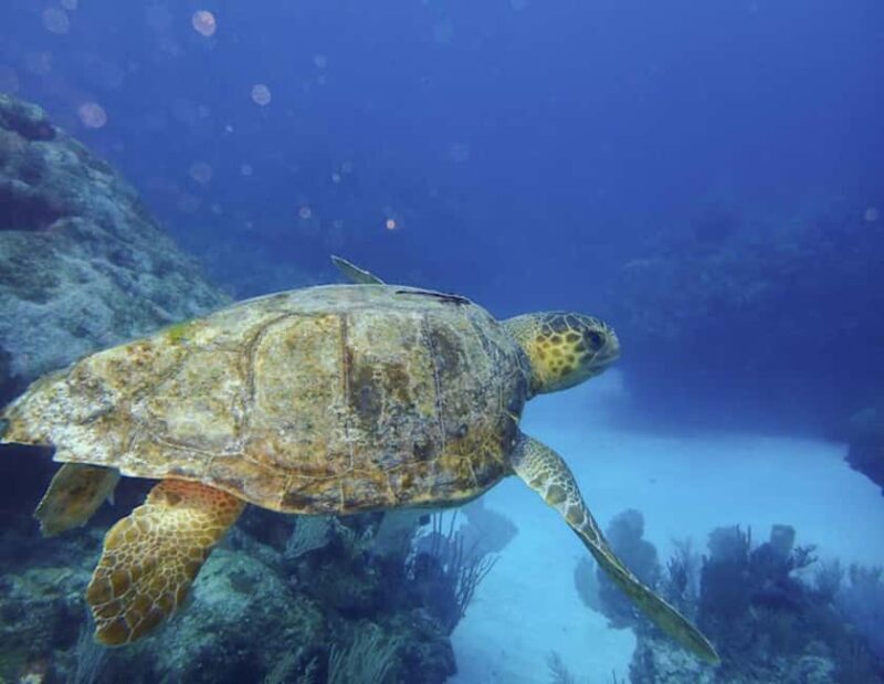 Tulum: Reef Snorkel Tour - What’s Included and How It Impacts Value