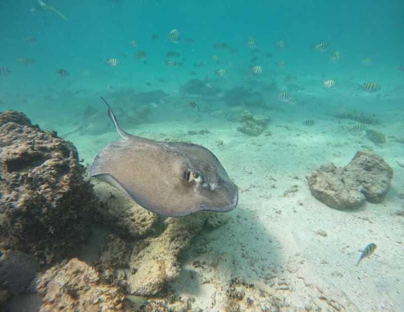 Tulum: Reef Snorkel Tour - The Experience from Real Reviews