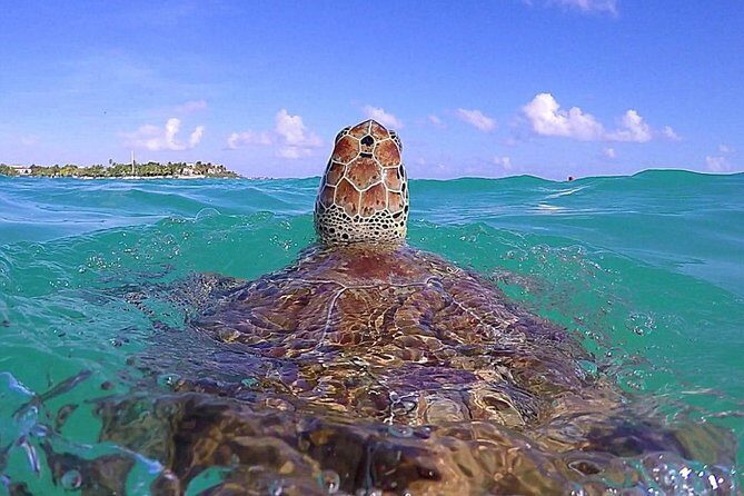 Tulum Ruinas and Tortugas Express - Key Points