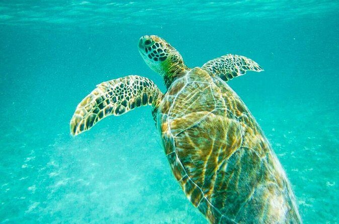 Tulum Ruinas and Tortugas Express - FAQ