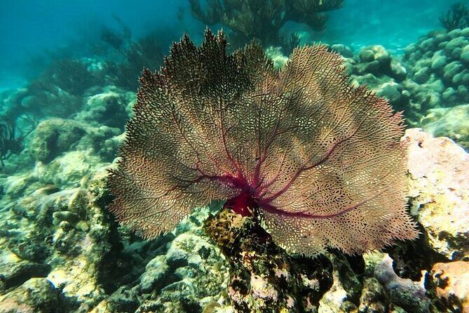 Tulum Ruins and Turtle Search at Akumal Plus Underground Cenote - The Itinerary in Detail