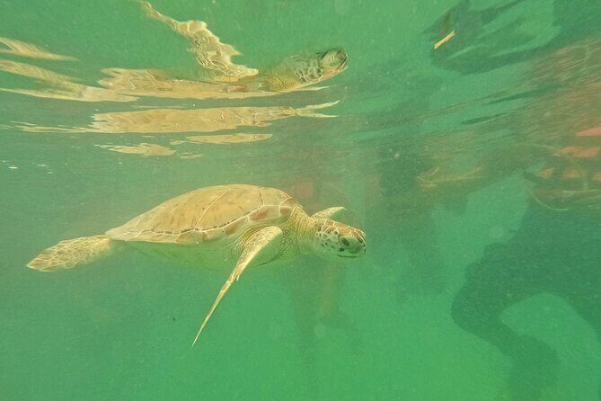 Tulum Ruins and Turtle Search at Akumal Plus Underground Cenote - The Sum Up: Who Is This Tour Best For?