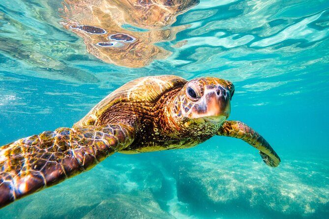 Tulum Ruins and Turtles Express - FAQ: Your Practical Questions Answered