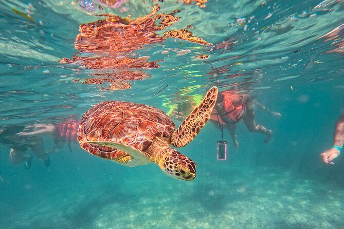 Tulum Ruins, Sea Turtles & Cenote Snorkeling Adventure Tour - Key Points