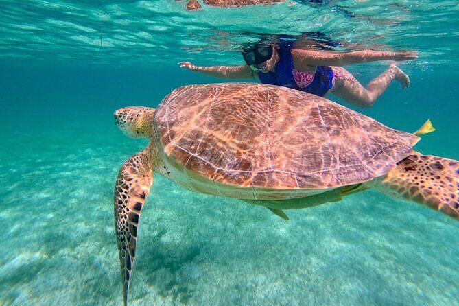 Tulum Ruins Snorkel with Sea Turtle and Cenotes Private Tour - Whats Included and Whats Not?