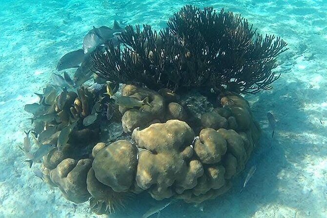 Tulum Ruins Snorkel with Sea Turtle and Cenotes Private Tour - Who Will Love This Tour?