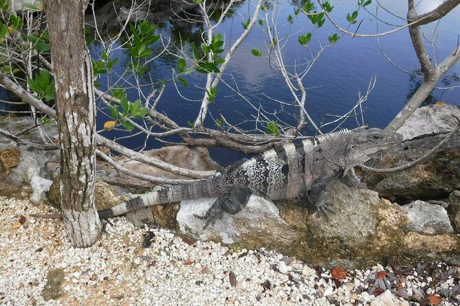 Tulum Ruins Tour (Private, Half Day) - FAQs