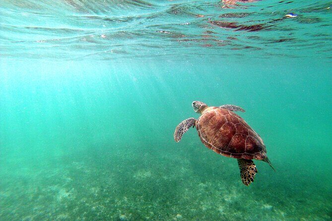 Tulum Ruins, Turtle Sighting and Underground Caves - Potential Drawbacks