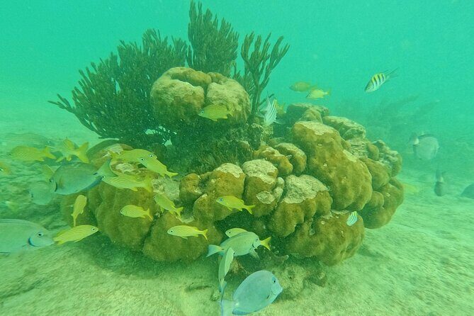 Tulum Ruins, Turtle Sightseeing & Cenote from Playa del Carmen - An Intro to the Tour