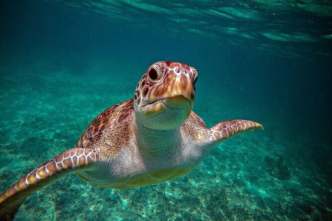 Tulum Ruins, Turtle Sightseeing & Cenote from Playa del Carmen - What Travelers Say and Why It Matters