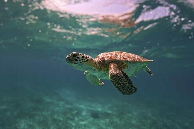 Tulum Ruins, Turtles in Akumal and Cenote tour - Authentic Experiences and Guest Perspectives