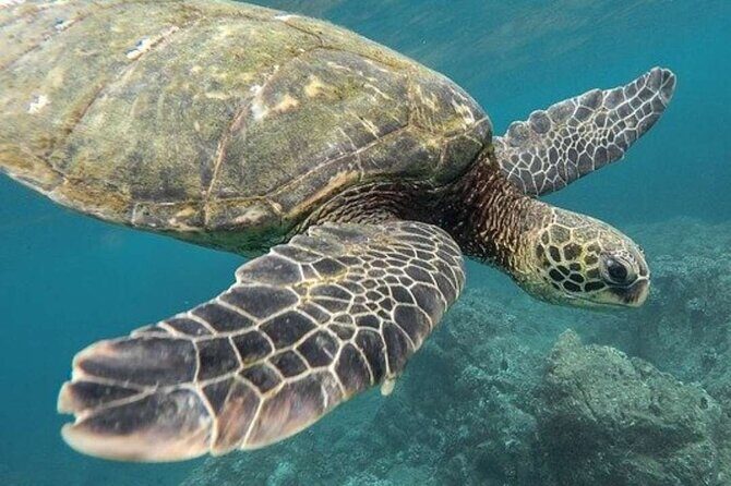 Tulum Ruins & Turtles Swim! Round Transportation From Cancun & Riviera Maya - Key Points