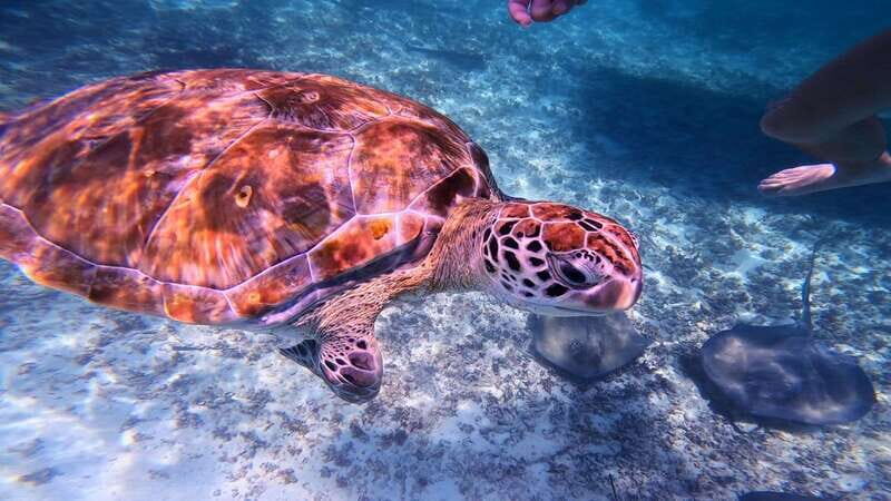 Tulum: Snorkeling at Paradise Reef - Exploring the Experience in Detail