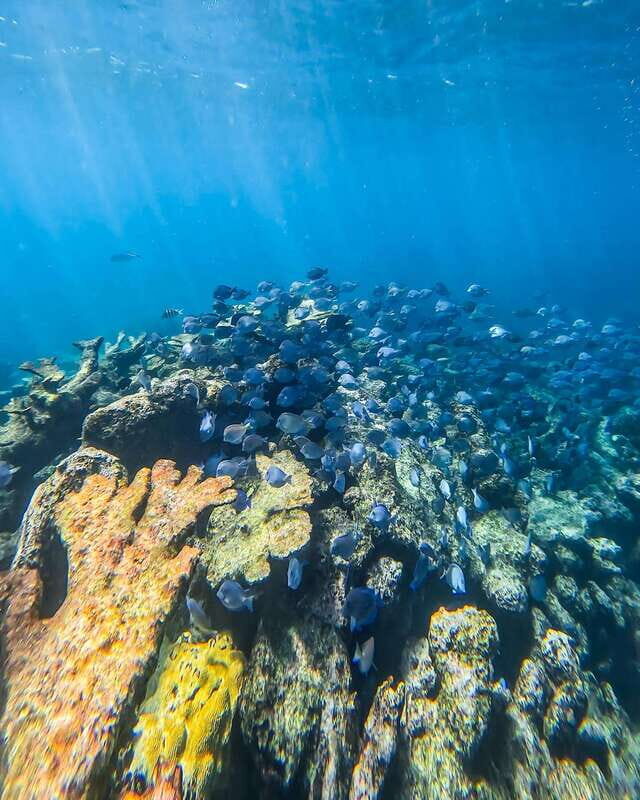 Tulum: Snorkeling at Paradise Reef - Who Is This Tour Best For?