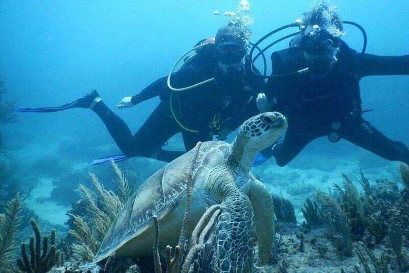 Tulum: Wonders of the Underwater World Discover Scuba Diving - What to Expect from the Tour