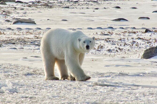 Tundra Buggy Autumn Day Tours - An In-Depth Look at Tundra Buggy Autumn Day Tours
