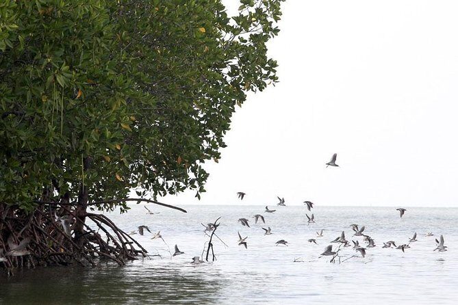 Tung Yee Peng Mangrove Forest Tour By Longtail Boat From Koh Lanta - FAQ