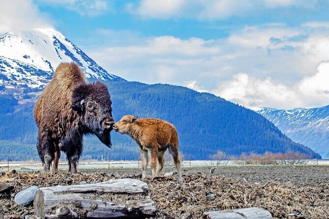 Turnagain Arm Sightseeing Experience and Wildlife Tour - A Deep Dive into the Itinerary