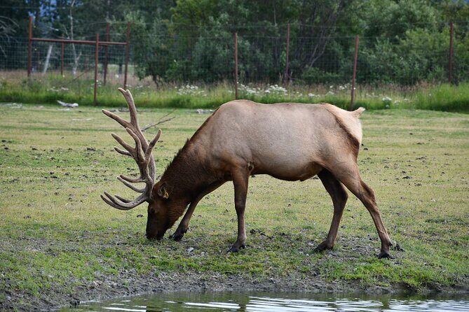 Turnagain Arm Sightseeing Experience and Wildlife Tour - Authentic Reviews and Insights