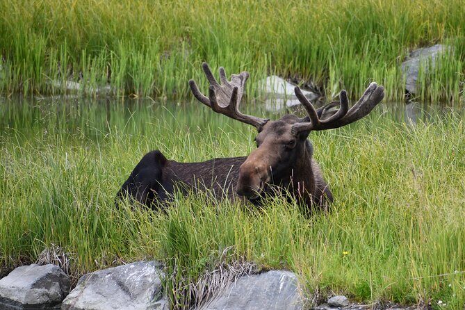 Turnagain Arm Sightseeing Experience and Wildlife Tour - The Sum Up