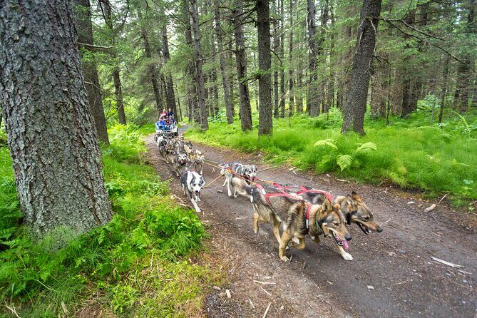 Turning Heads Kennel Dogsledding Experience & Tour - What to Expect from the Tour