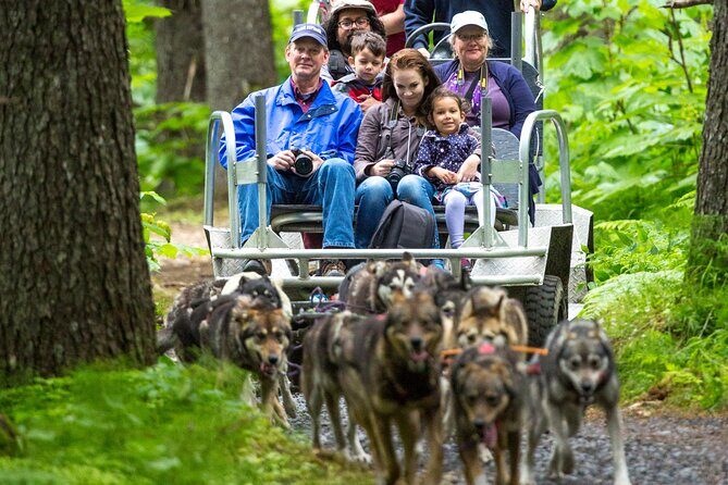 Turning Heads Kennel Dogsledding Experience & Tour - Final Impressions and Who Will Love It