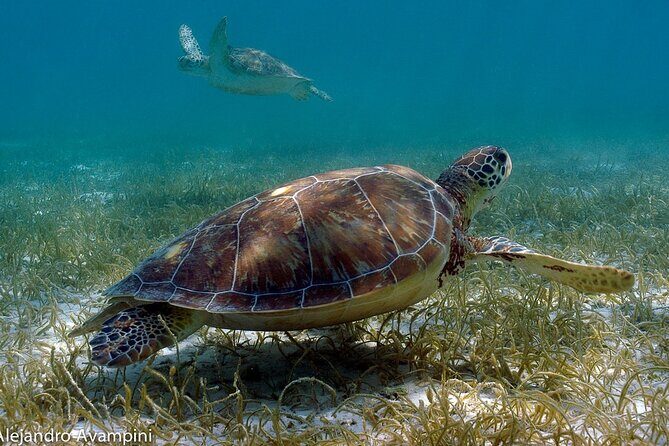 Turtle Adventure Express - What is the Turtle Adventure Express?