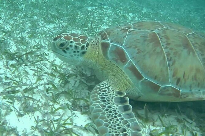 Turtle Adventure Express - The Itinerary: What to Expect