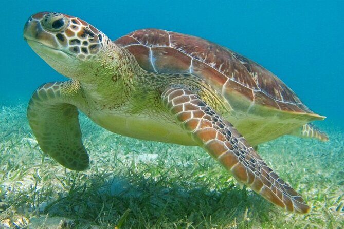 Turtle Adventure Express - Transportation, Group Size, and Booking