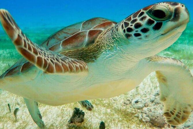 Turtle Adventure Express - Authentic Experiences and Real Feedback