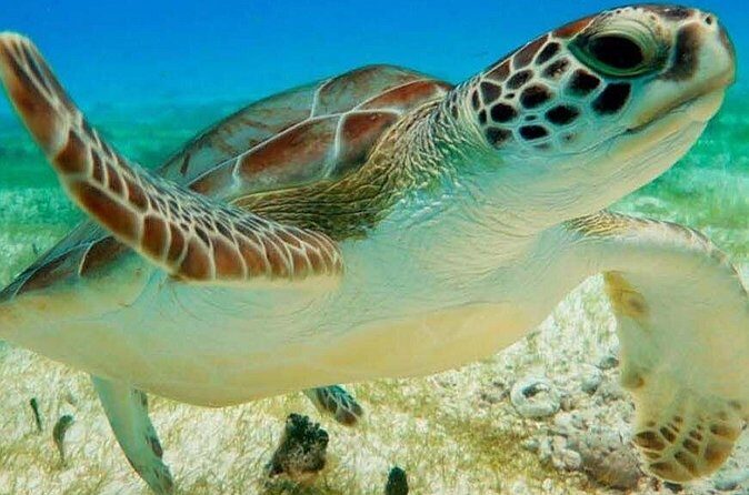 Turtle Adventure Express - The Sum Up: Is This Tour Worth It?
