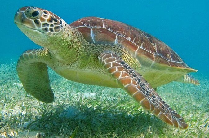Turtle Adventure Express - FAQ