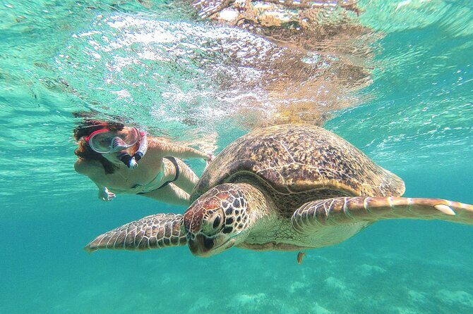 Turtle and Reef Sanctuary Snorkeling - Key Points