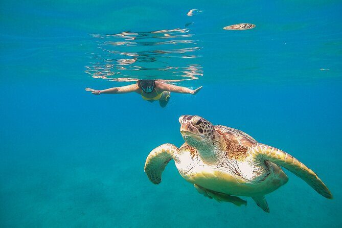 Turtle and Reef Sanctuary Snorkeling - Detailed Itinerary Breakdown