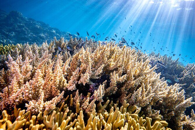 Turtle and Reef Sanctuary Snorkeling - Why Travelers Love This Tour