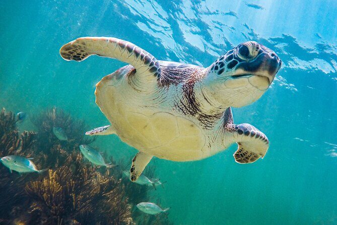 Turtle and Reef Sanctuary Snorkeling - The Value of This Experience