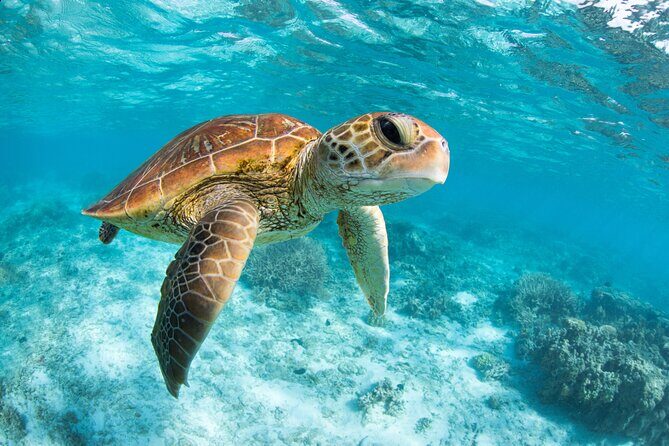 Turtle and Reef Sanctuary Snorkeling - Who Should Book This Tour?