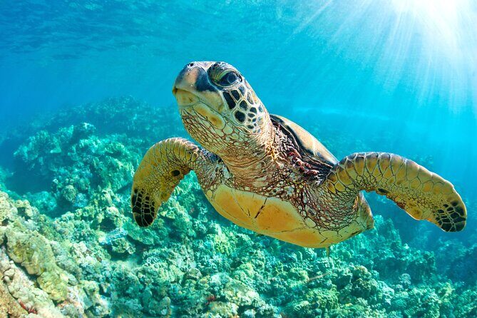 Turtle and Reef Sanctuary Snorkeling - The Sum Up