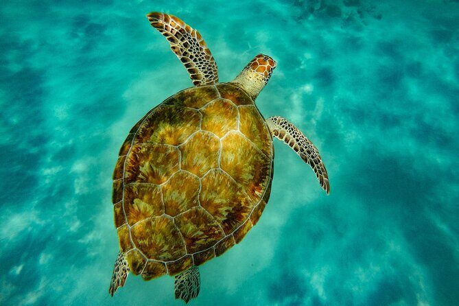 Turtle and Shipwreck adventure on 57 ft catamaran - The Catamaran: A Spacious, Performance Vessel