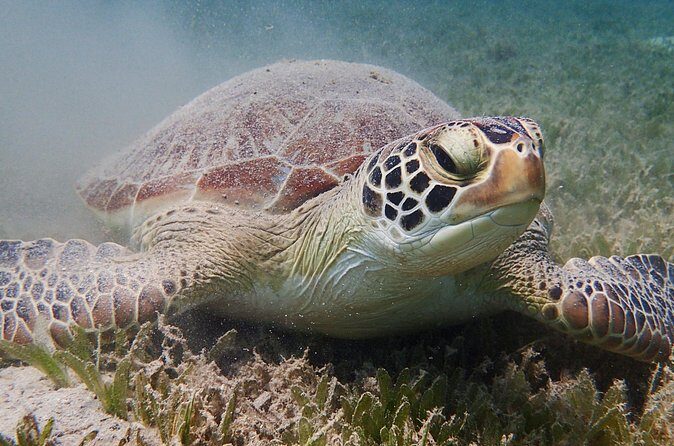 Turtle Beach Power Snorkeling Adventure - The Value and Why It Works