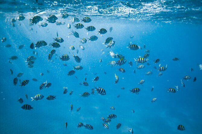 Turtle Canyon Snorkel Adventure in Waikiki - What to Expect from the Turtle Canyon Snorkel Tour