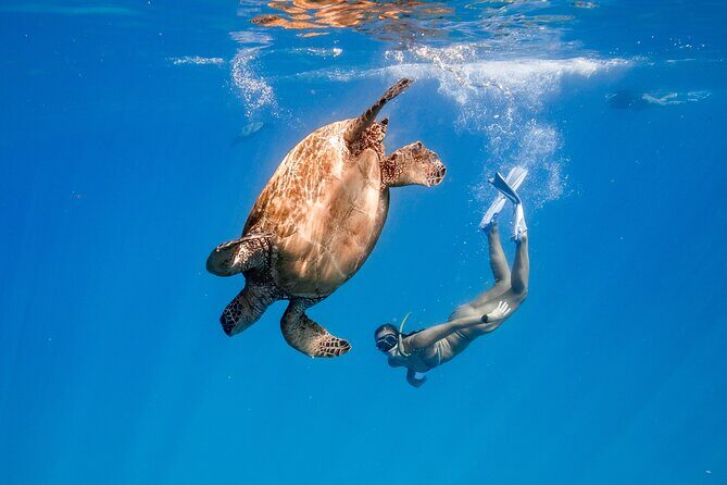 Turtle Canyon Snorkel: Semi Private Boat Tour - Key Points