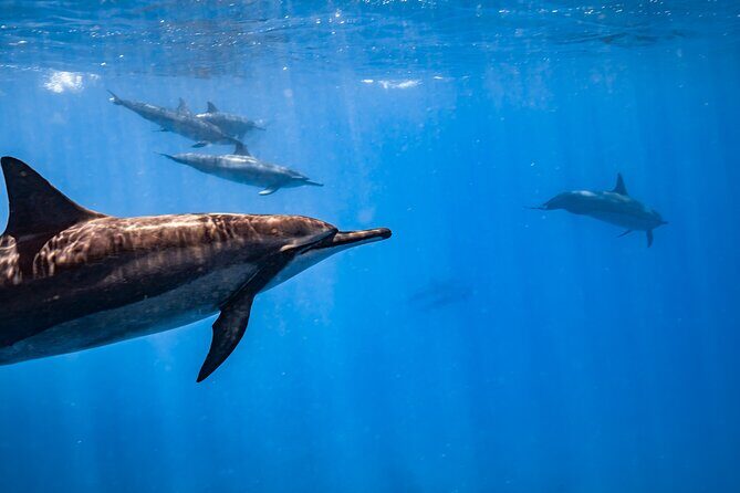 Turtle Canyon Snorkel: Semi Private Boat Tour - FAQs