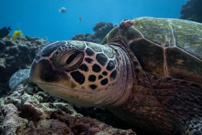 Turtle Canyon Waikiki Snorkel Adventure - Overview: A Snorkeler’s Hawaiian Dream
